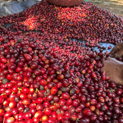 Geisha Natural - Farm Monte de Oro - Filter Light Roast (Rette mich: Röstdatum 15.04.2024)