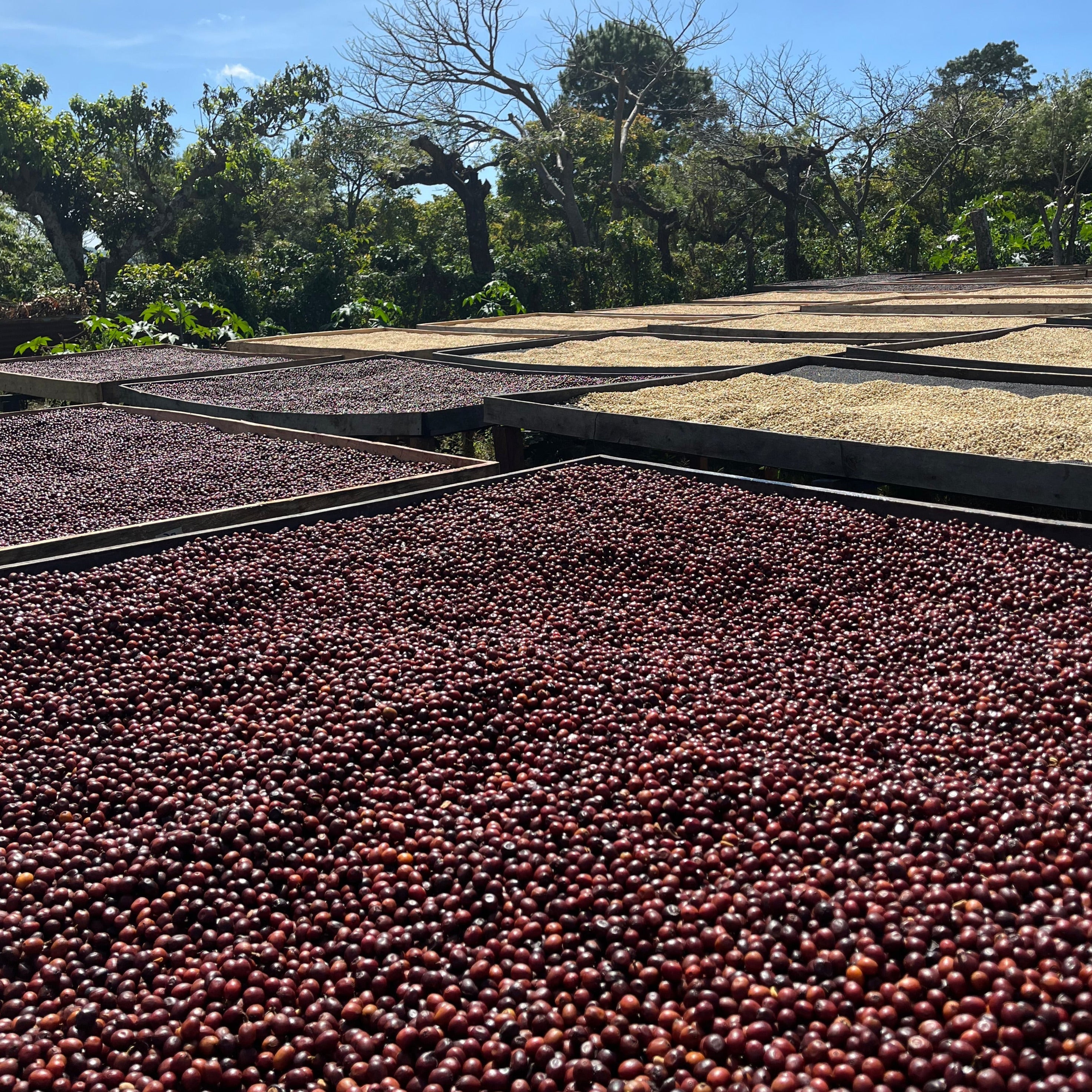 Geisha Natural - Farm Monte de Oro - Filter Light Roast (Rette mich: Röstdatum 15.04.2024)