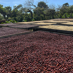Geisha Natural - Farm Monte de Oro - Filter Light Roast (Rette mich: Röstdatum 15.04.2024)