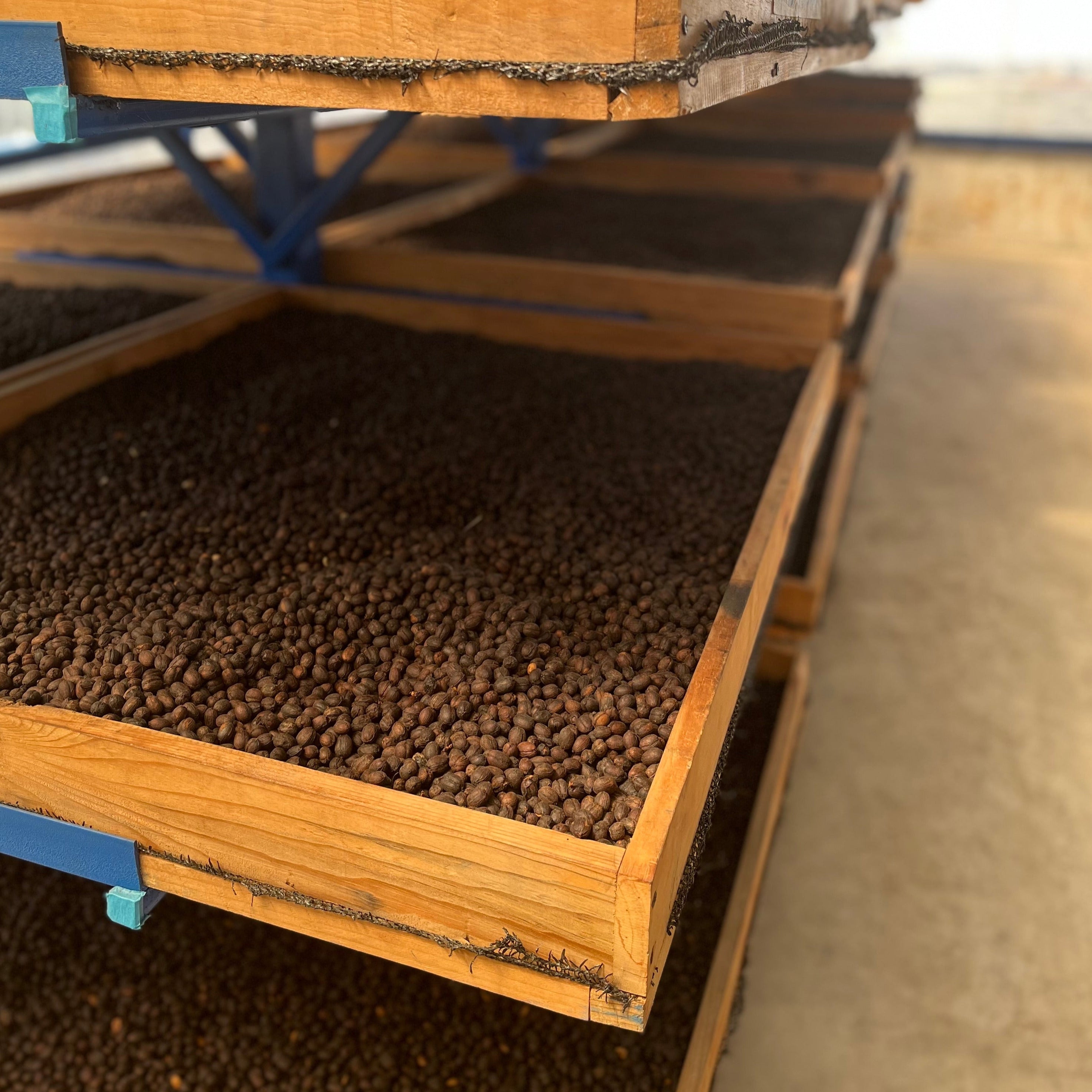 Geisha Natural - Farm Monte de Oro - Filter Light Roast (Rette mich: Röstdatum 15.04.2024)
