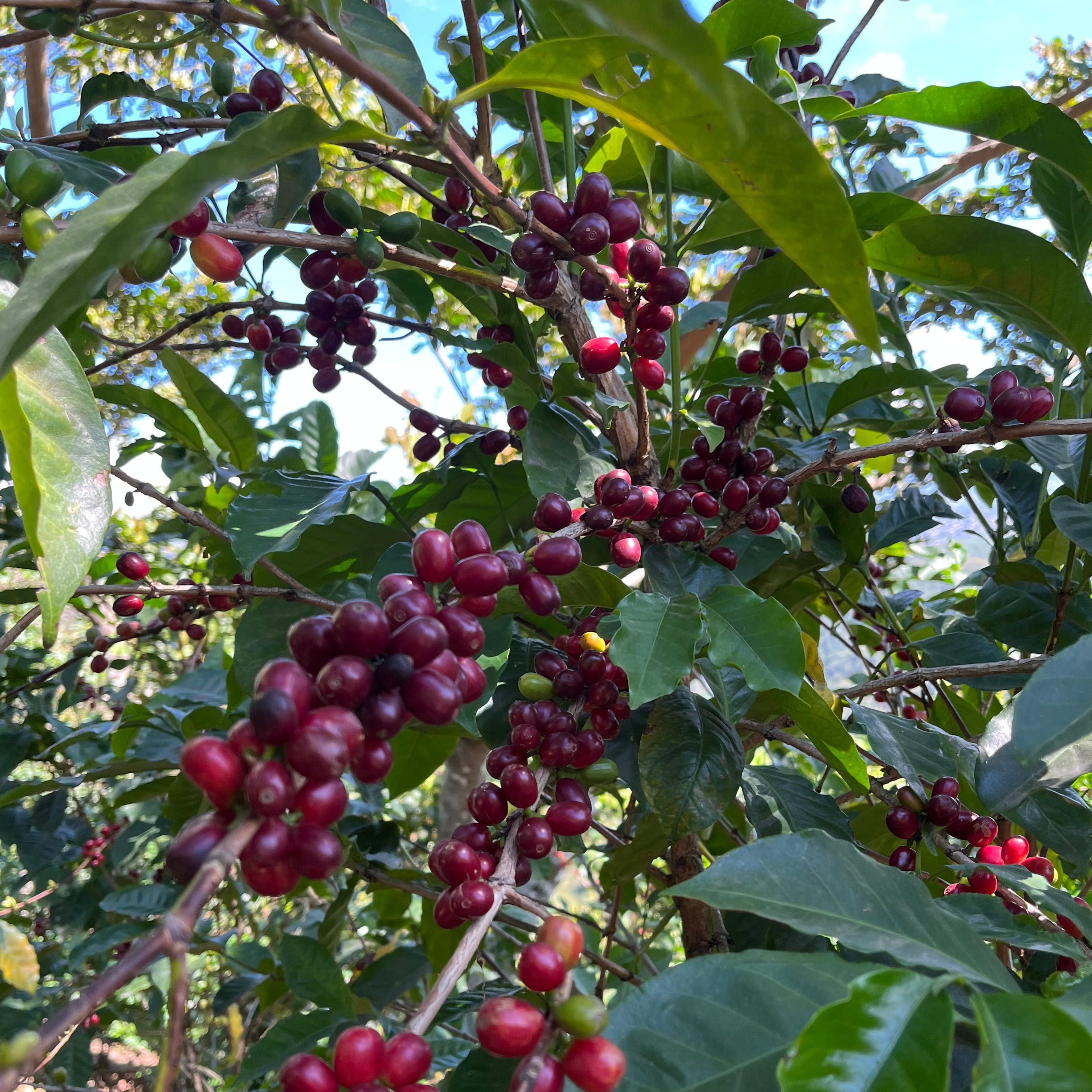 Geisha Natural - Farm Monte de Oro - Filter Light Roast (Rette mich: Röstdatum 15.04.2024)