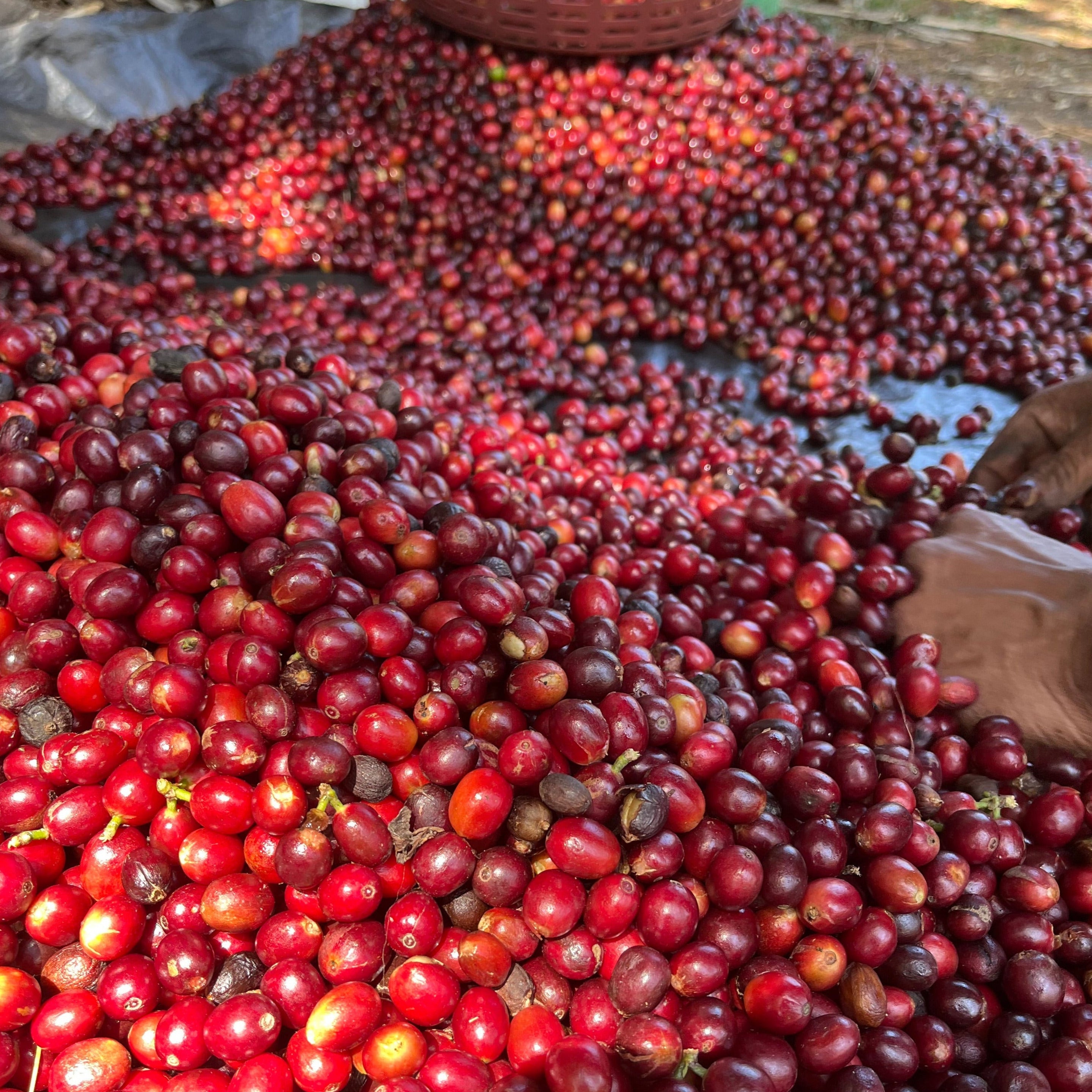 Geisha Natural - Farm Monte de Oro - Filter Light Roast (Rette mich: Röstdatum 15.04.2024)
