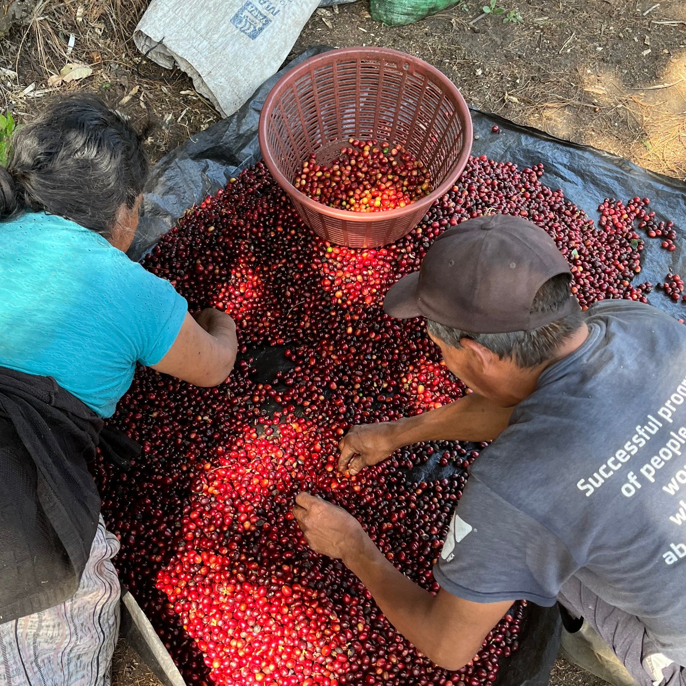 Geisha Natural - Farm Monte de Oro - Filter Light Roast (Rette mich: Röstdatum 15.04.2024)